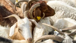 Hewan Qurban